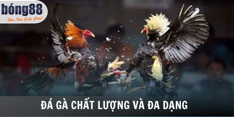 Đá gà chất lượng và đa dạng