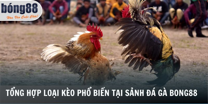 Tổng hợp loại kèo phổ biến tại sảnh đá gà Bong88