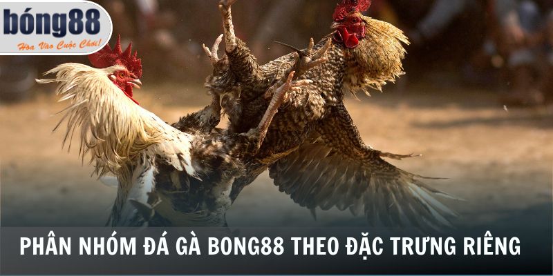 Phân nhóm đá gà Bong88 theo đặc trưng riêng