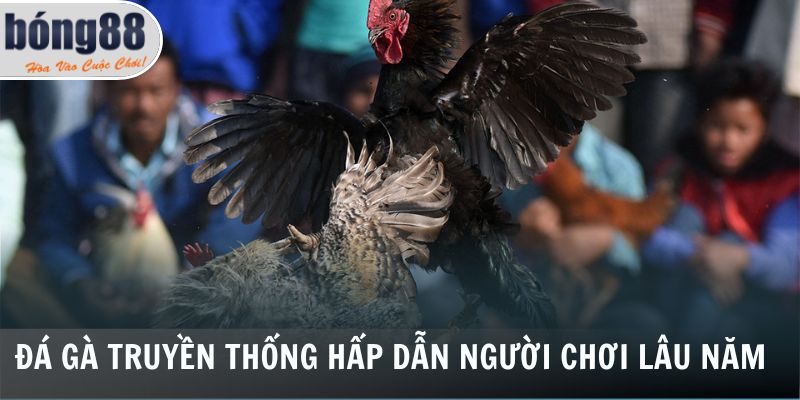 Đá gà truyền thống hấp dẫn người chơi lâu năm